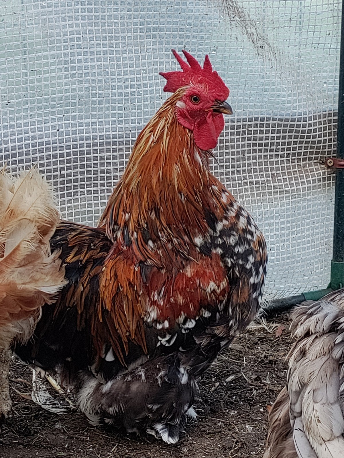 Cochin kriel, Dieren en Toebehoren, Mannelijk, Kip