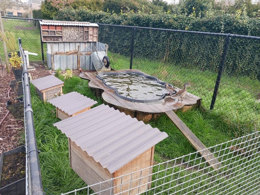 Eendenvijver + eenden + nestkastjes, Dieren en Toebehoren, Pluimvee