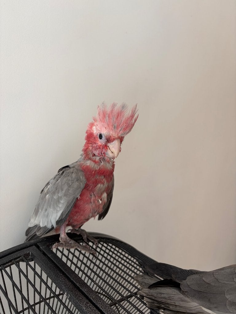 Rosalbin-kaketoes, Dieren en Toebehoren, Mannelijk, Papegaai, Geringd