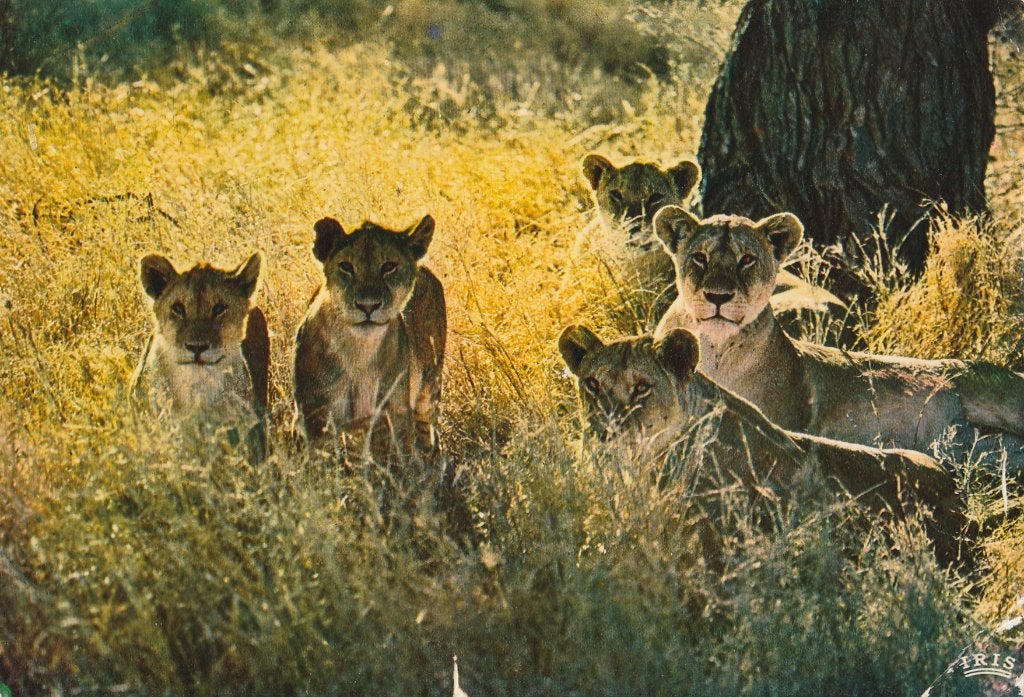 LEEUWINNEN  met  WELPEN, Collections, Cartes postales | Animaux, Envoi, 1960 à 1980, Affranchie, Animal sauvage
