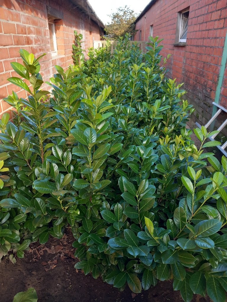 lauwrierplanten, Tuin en Terras, Ophalen, Overige materialen, 25 cm of meer, Nieuw