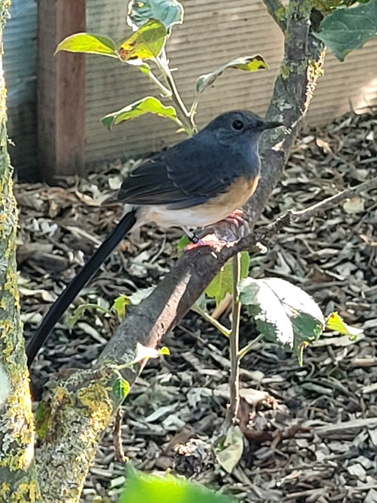 Te koop, schamalijster, roodkuifkardinalen  witkruin schamas, Dieren en Toebehoren, Meerdere dieren, Tropenvogel, Geringd