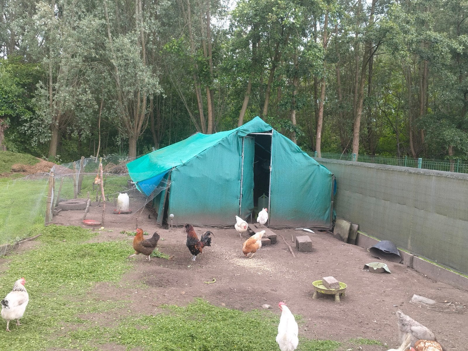 Kippen ren, Dieren en Toebehoren