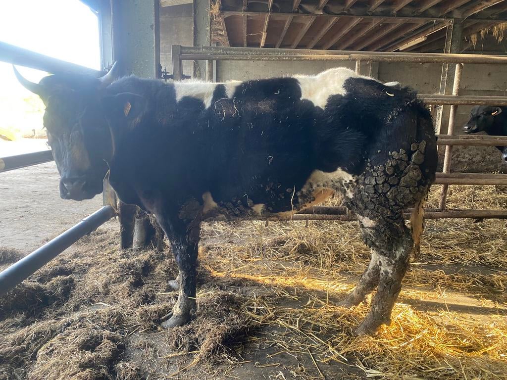 Runderen bwb, Dieren en Toebehoren, Vrouwelijk, 3 tot 6 jaar