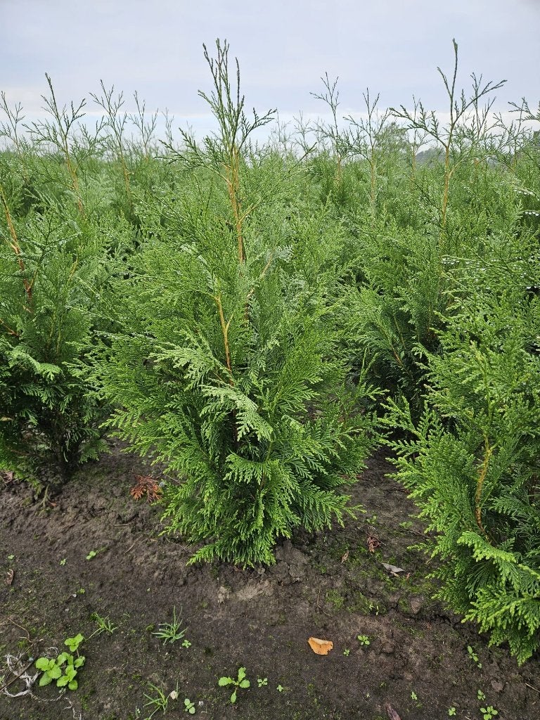 Coniferen, Ophalen, Overige soorten, Haag, 100 tot 250 cm