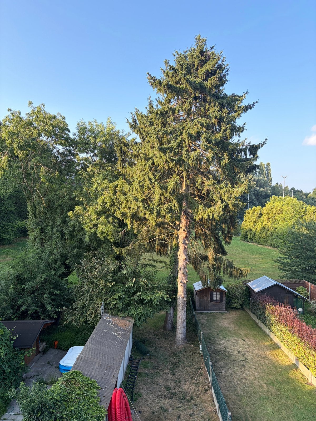 Spar boom gratis af te halen in dilbeek, Tuin en Terras, Planten | Bomen, Ophalen