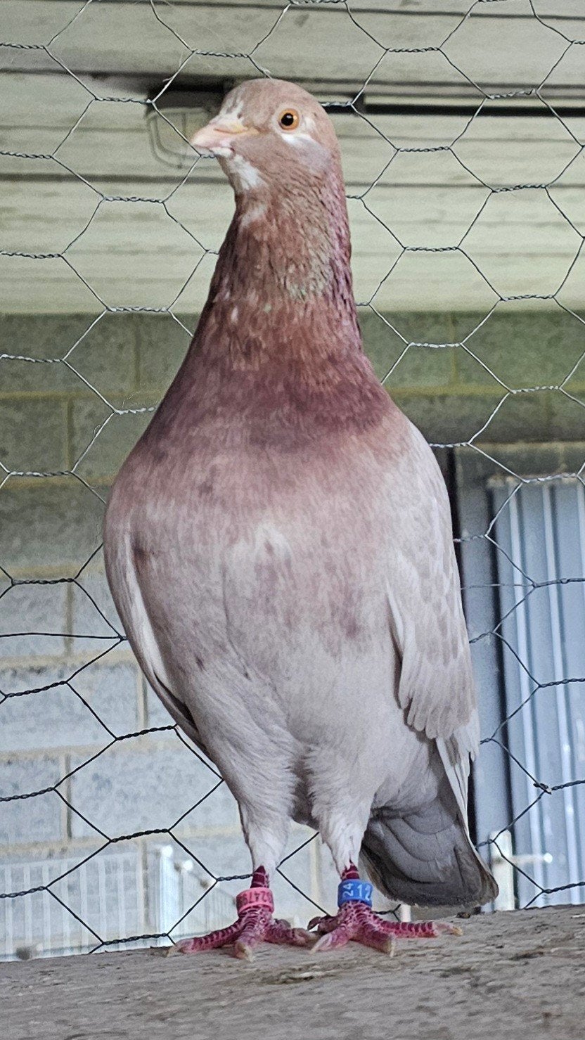 koppel birminghamrollers, Plusieurs animaux, Pigeon culbutant ou Roller