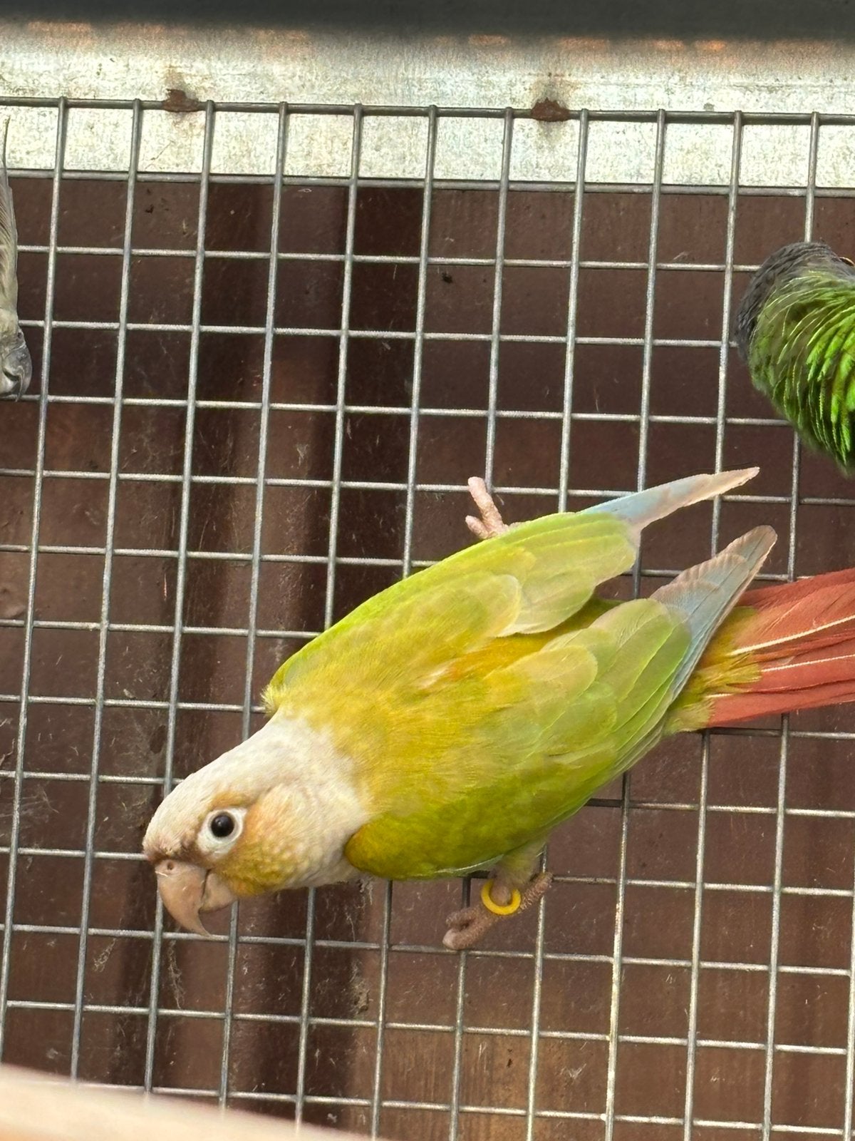 A vendre, Animaux & Accessoires, Mâle