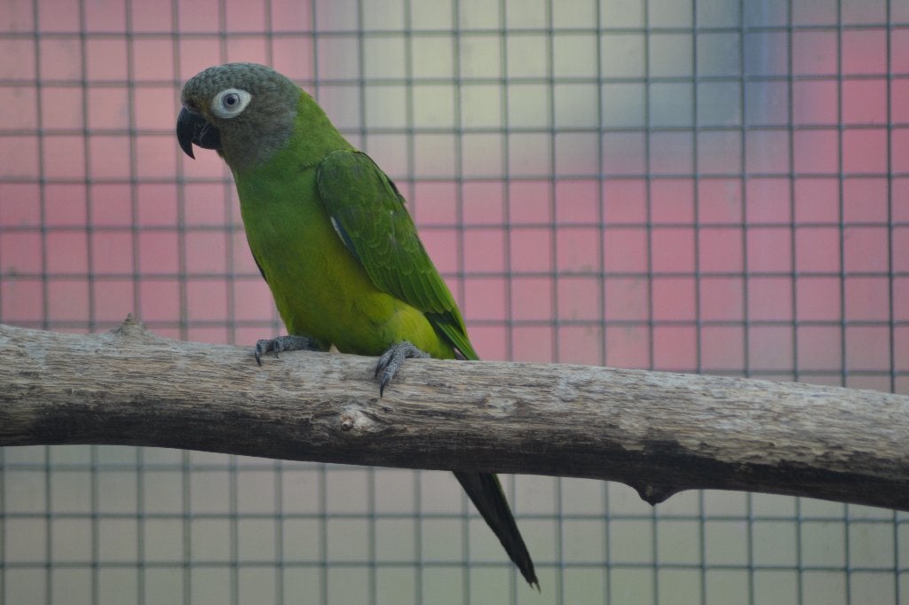 aratinga / pyrrhura, Dieren en Toebehoren, Vogels | Parkieten en Papegaaien, Parkiet, Geringd