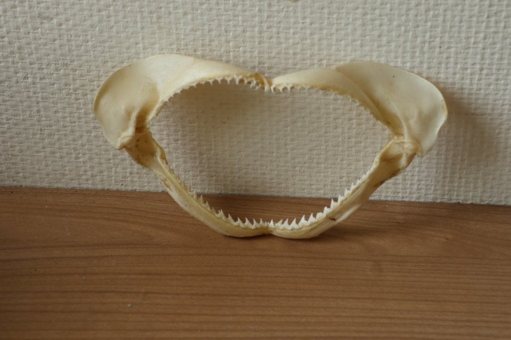Taxidermie kleine haai kaak, Verzamelen, Ophalen of Verzenden, Gebruikt