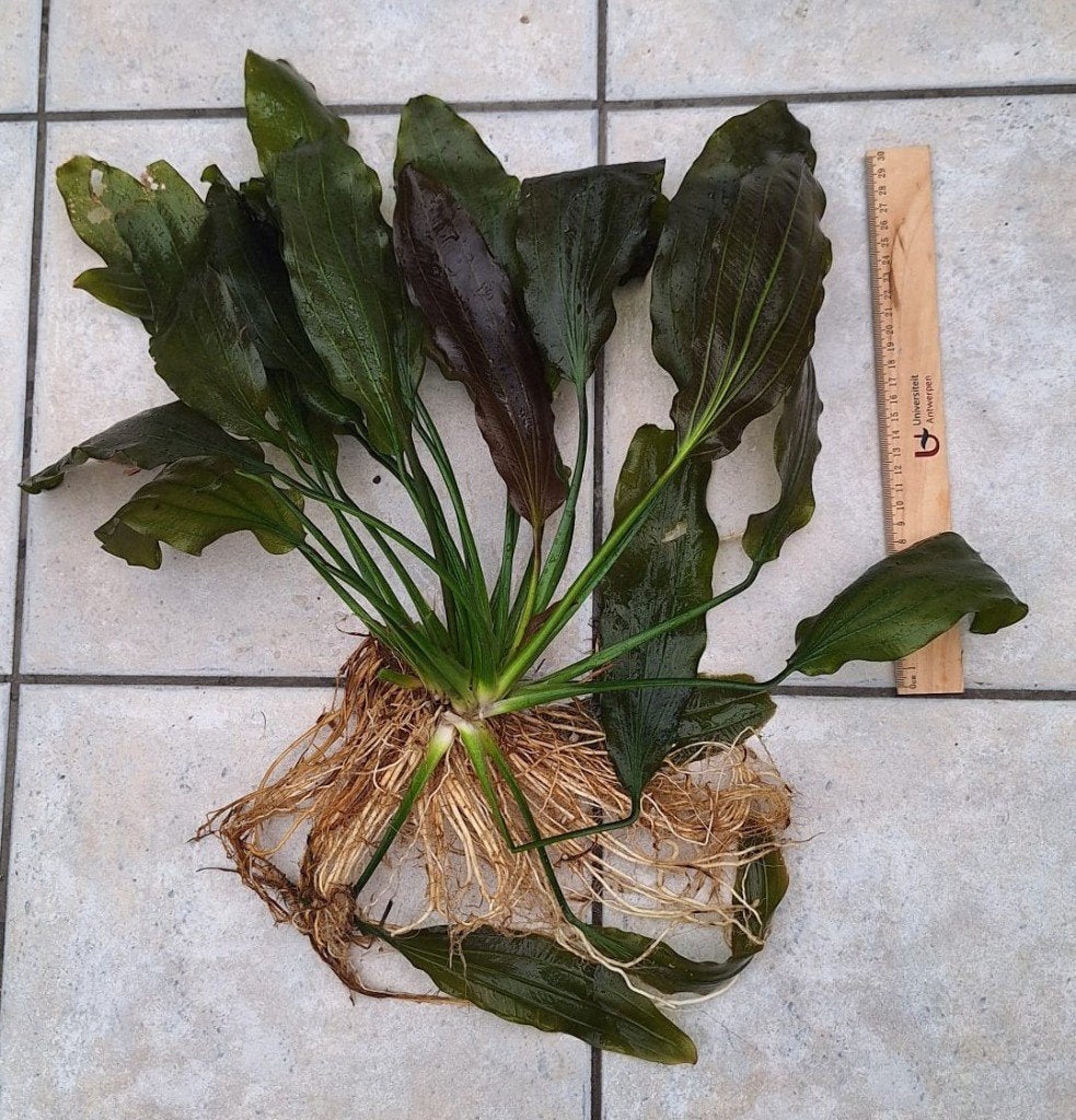 Echinodorus (zwaardplant) moederplant, Dieren en Toebehoren, Ophalen, Zo goed als nieuw, Plant(en), Steen of Hout, Tetra