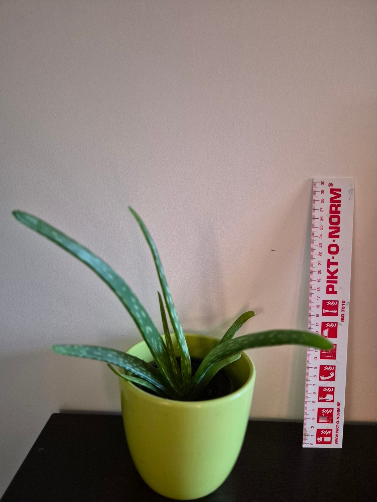 aloe vera incl stenen cachepot, Maison & Meubles, Enlèvement
