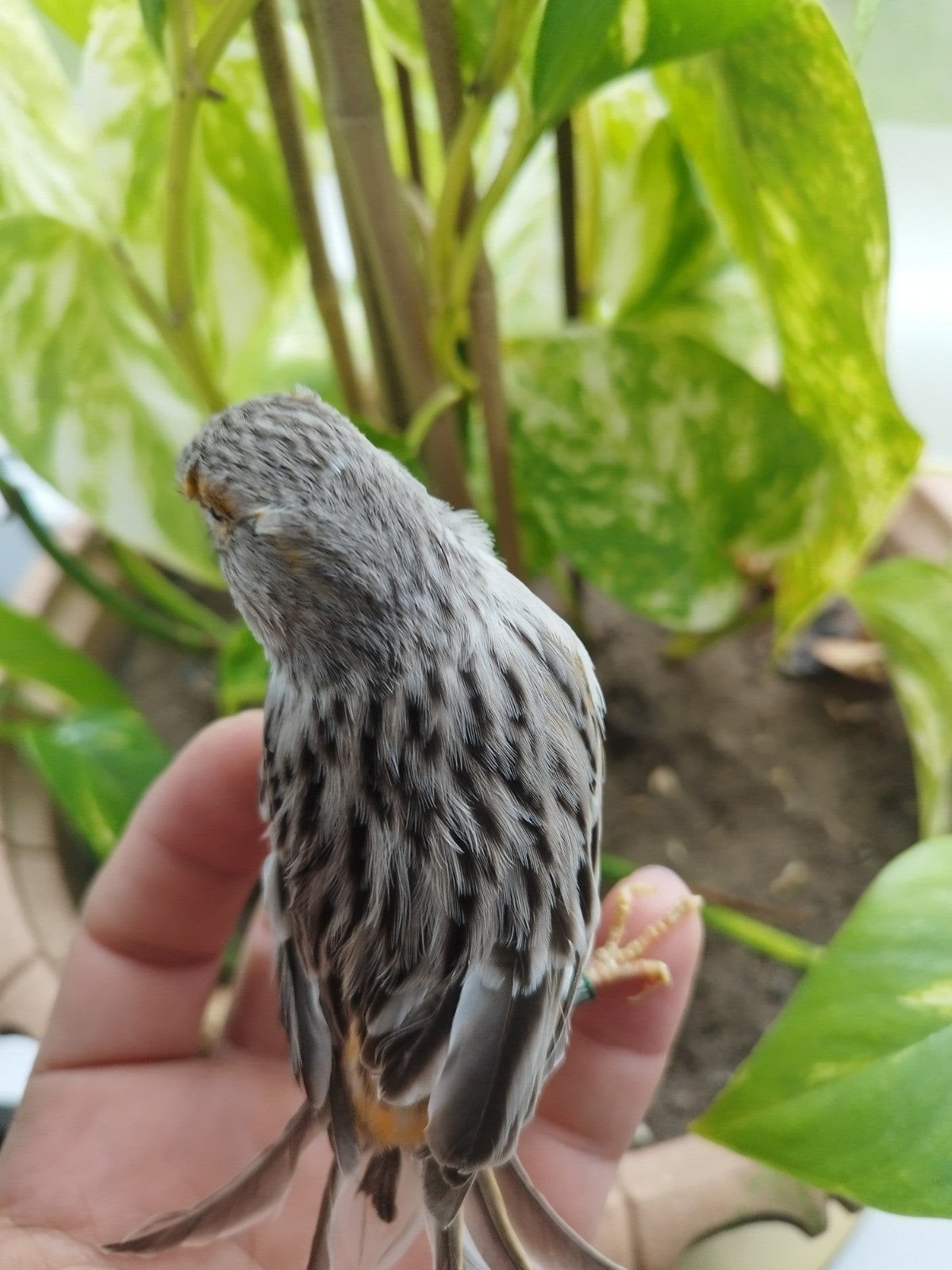 Mooi koppel te koop, Dieren en Toebehoren, Vogels | Kanaries