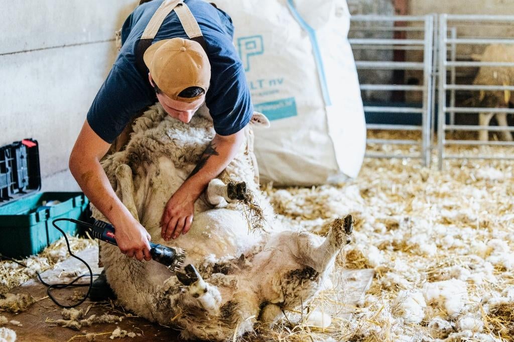 scheren van schapen, Plusieurs animaux, Mouton