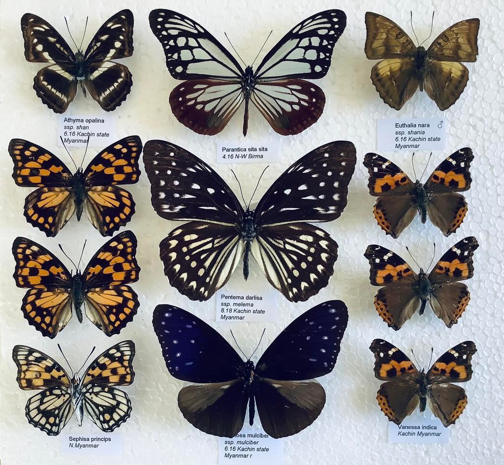 Interessante VLINDERS uit Myanmar, 5€/ SPECIMEN, Ophalen of Verzenden