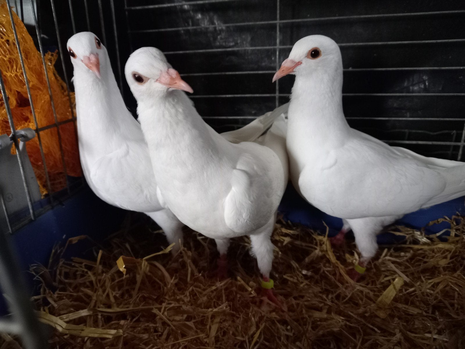 3  Jonge witte duiven