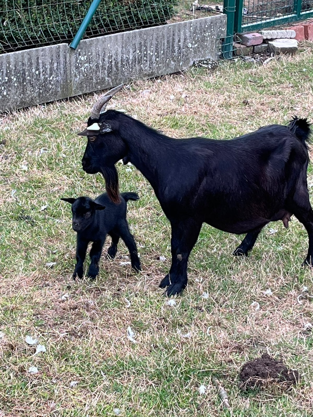 Zwart mieke met baby (vrouwelijk), Femelle, Chèvre, 0 à 2 ans