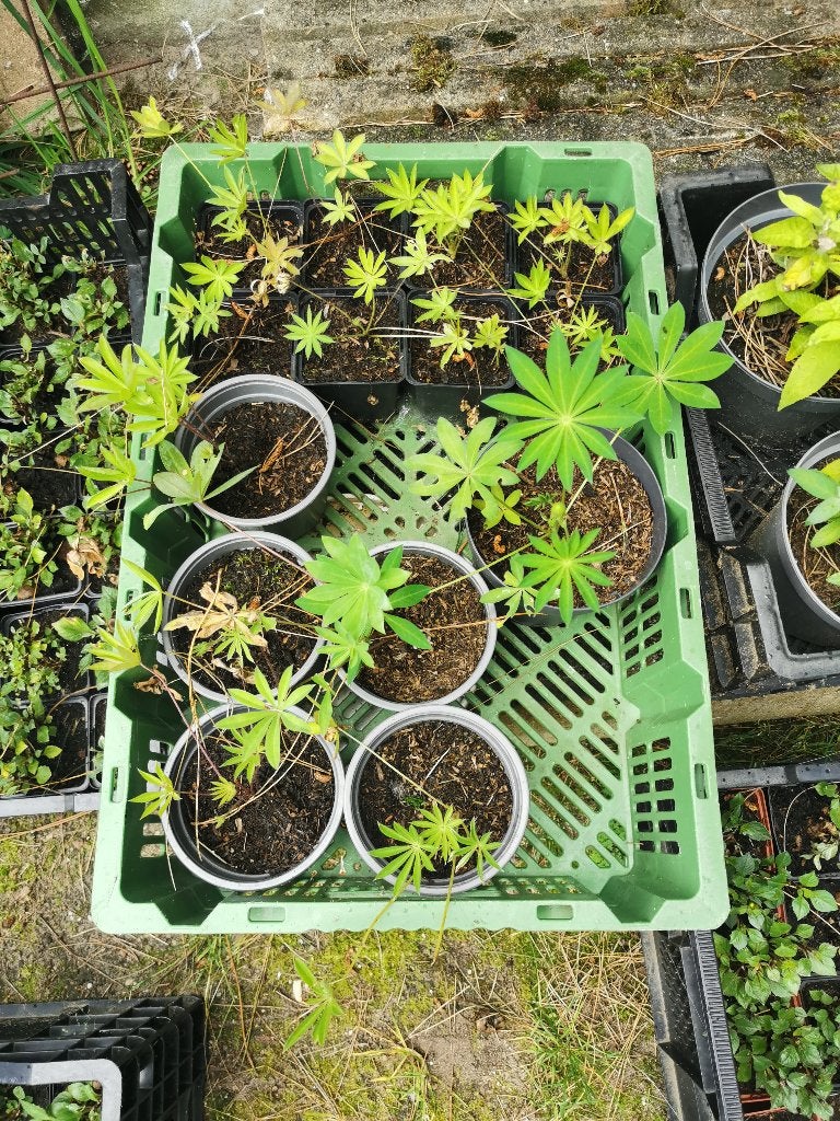 Lupine rood of geel, Ophalen, Vaste plant