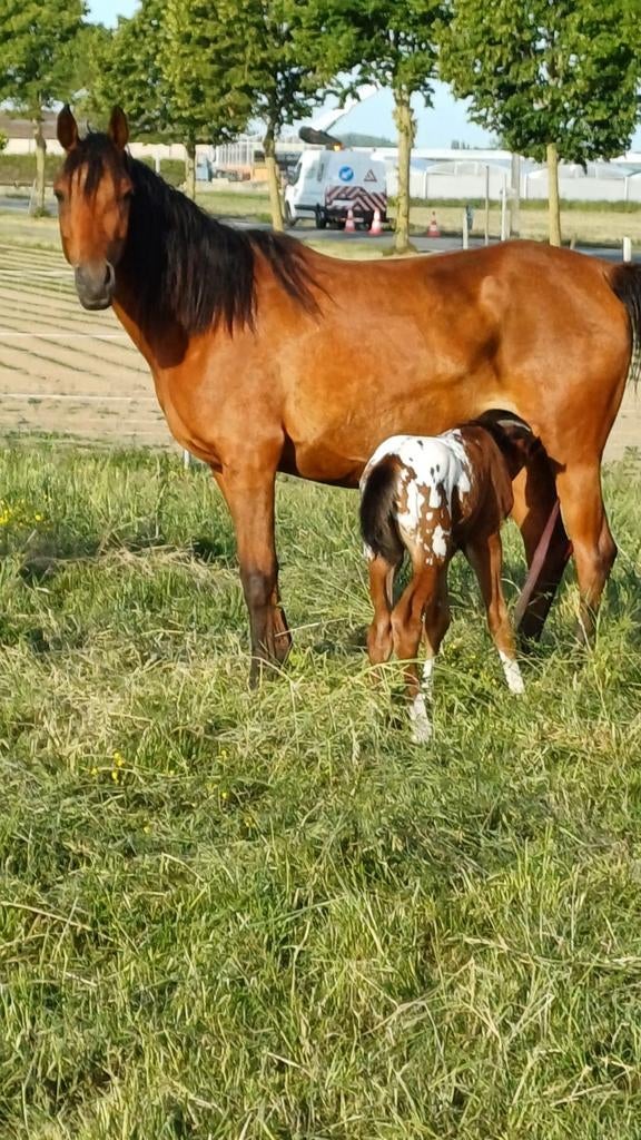 Weides gezocht voor paarden