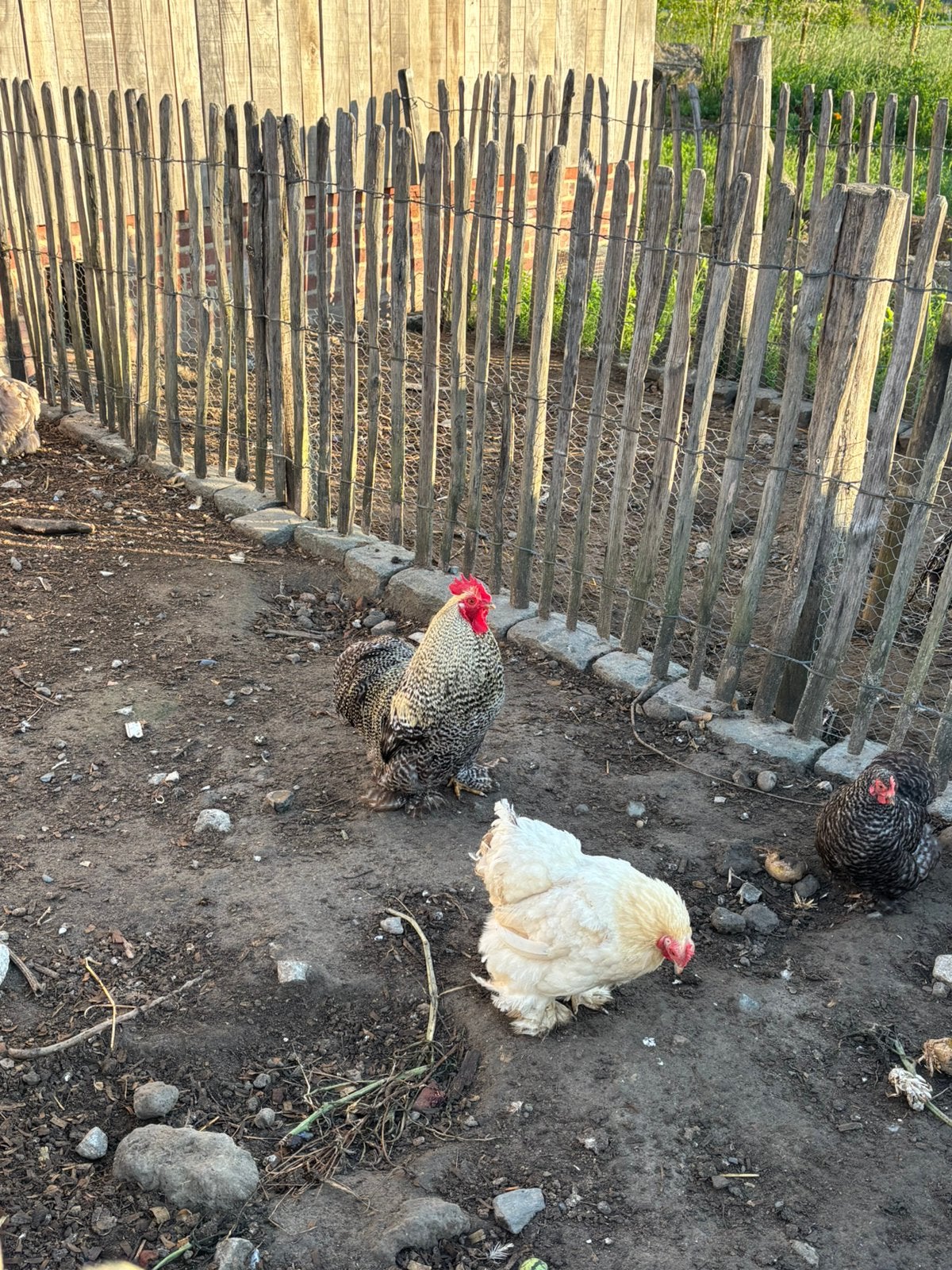 Cochin kriel zilverpatrijs haan, Dieren en Toebehoren, Mannelijk, Kip