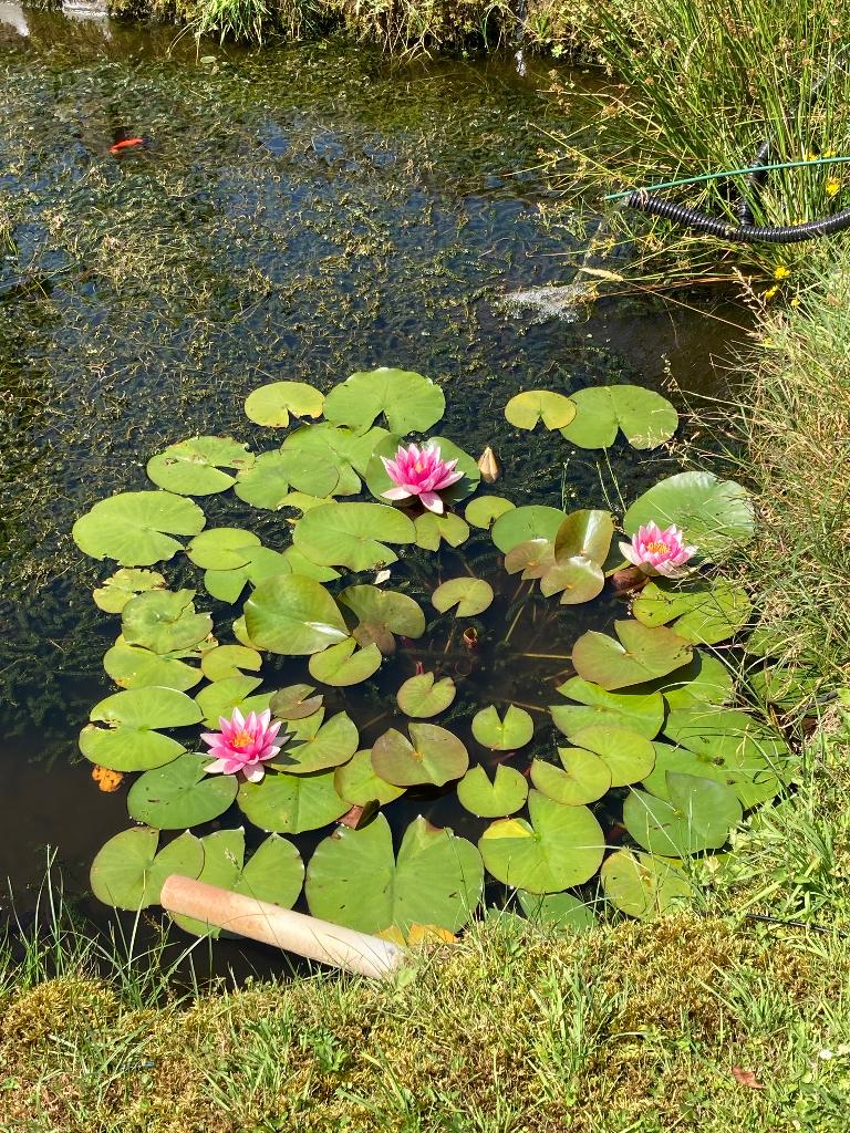 Roze waterlelie, Tuin en Terras, Ophalen, Nieuw