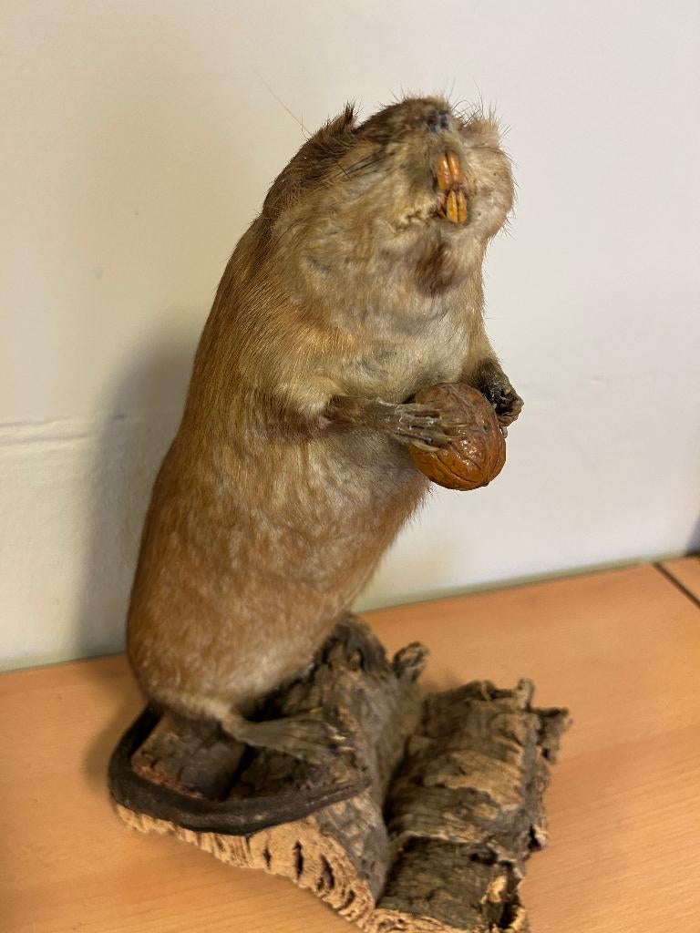 Taxidermie : opgezette muskusrat, Ophalen
