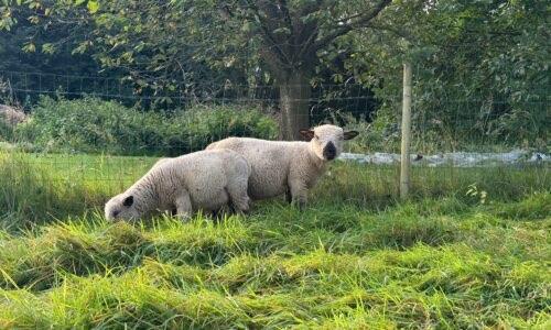Agneaux Reproducteurs Hampshire Pure Race, Mannelijk, Schaap, 0 tot 2 jaar