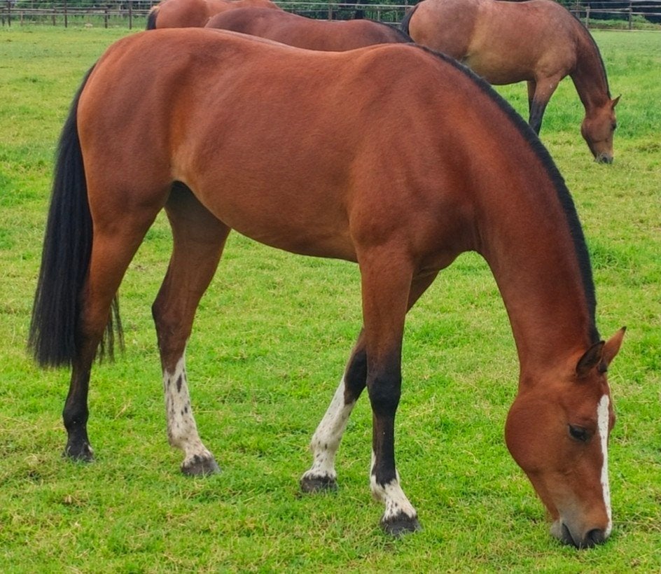 4,5 jarige Freiberger/Franches Montagnes merrie met veldtest, Merrie, Minder dan 160 cm, 3 tot 6 jaar, Recreatiepaard