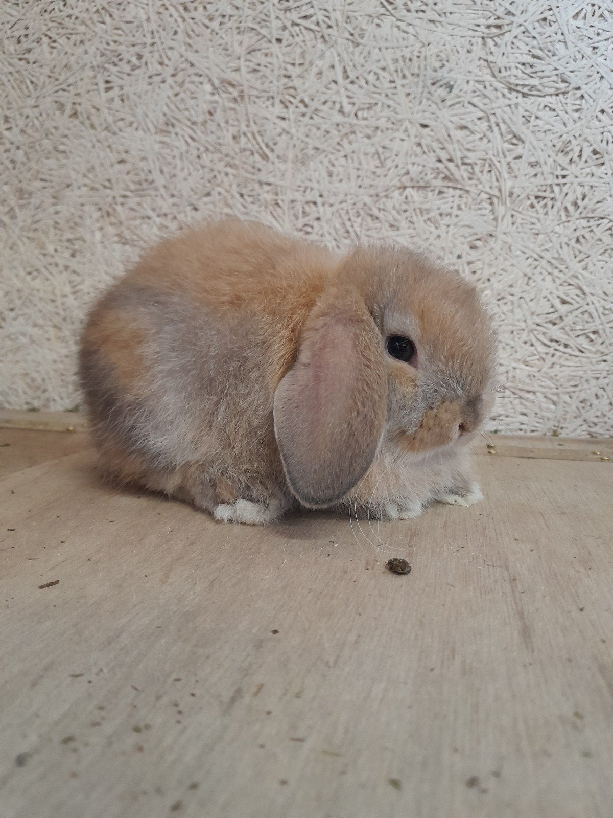 minilop konijntjes, Plusieurs animaux, Nain, Oreilles tombantes, 0 à 2 ans