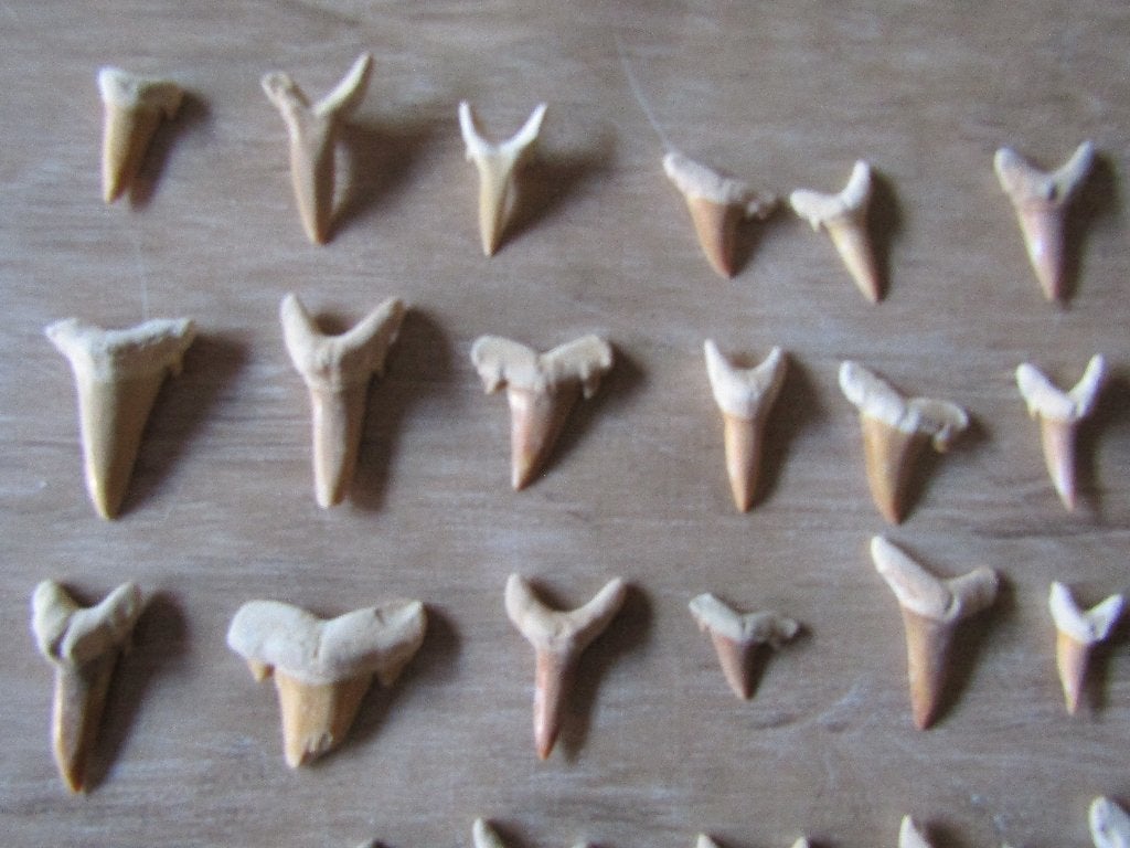 Merveilleux lot de 30 dents de requins FOSSILES, Enlèvement ou Envoi, Fossile