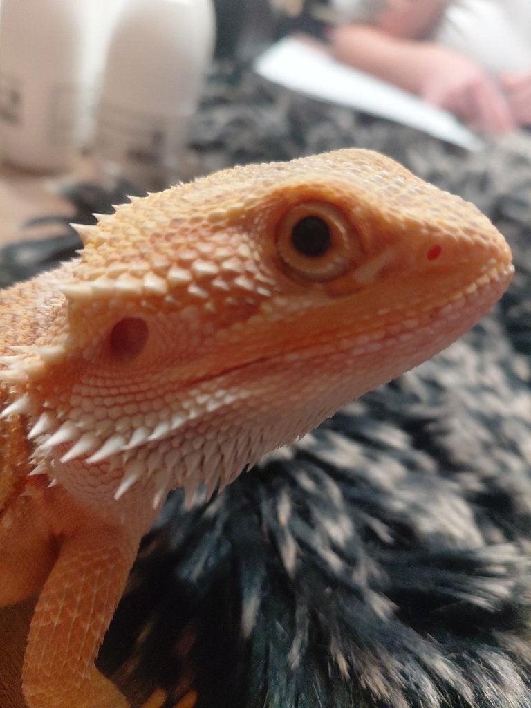 Baardagaam Hypo Citrus Orange Trans, Lézard, Domestique, 0 à 2 ans