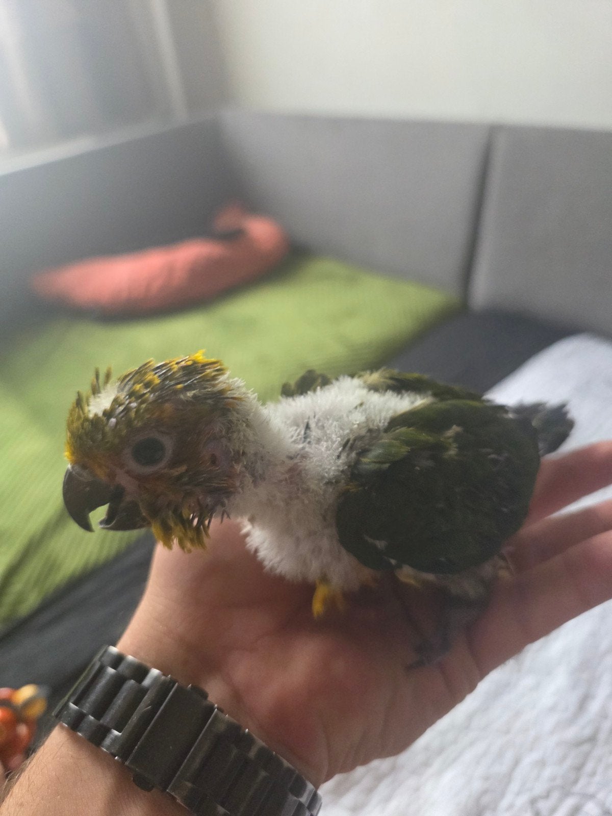 zonpapegaai, Dieren en Toebehoren
