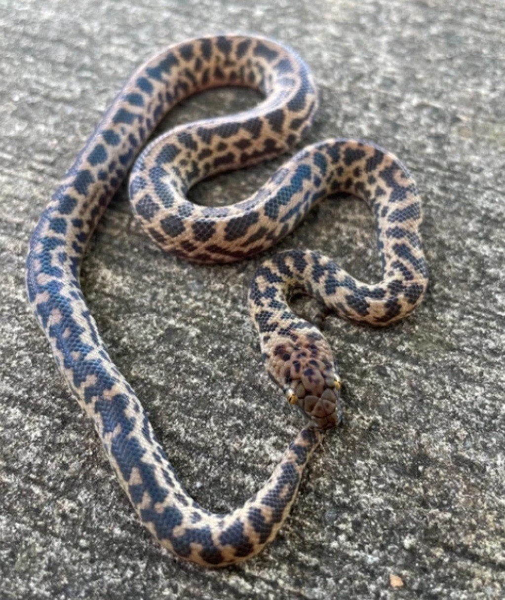 0.1 Antaresia maculosa, Dieren en Toebehoren, Slang, 0 tot 2 jaar