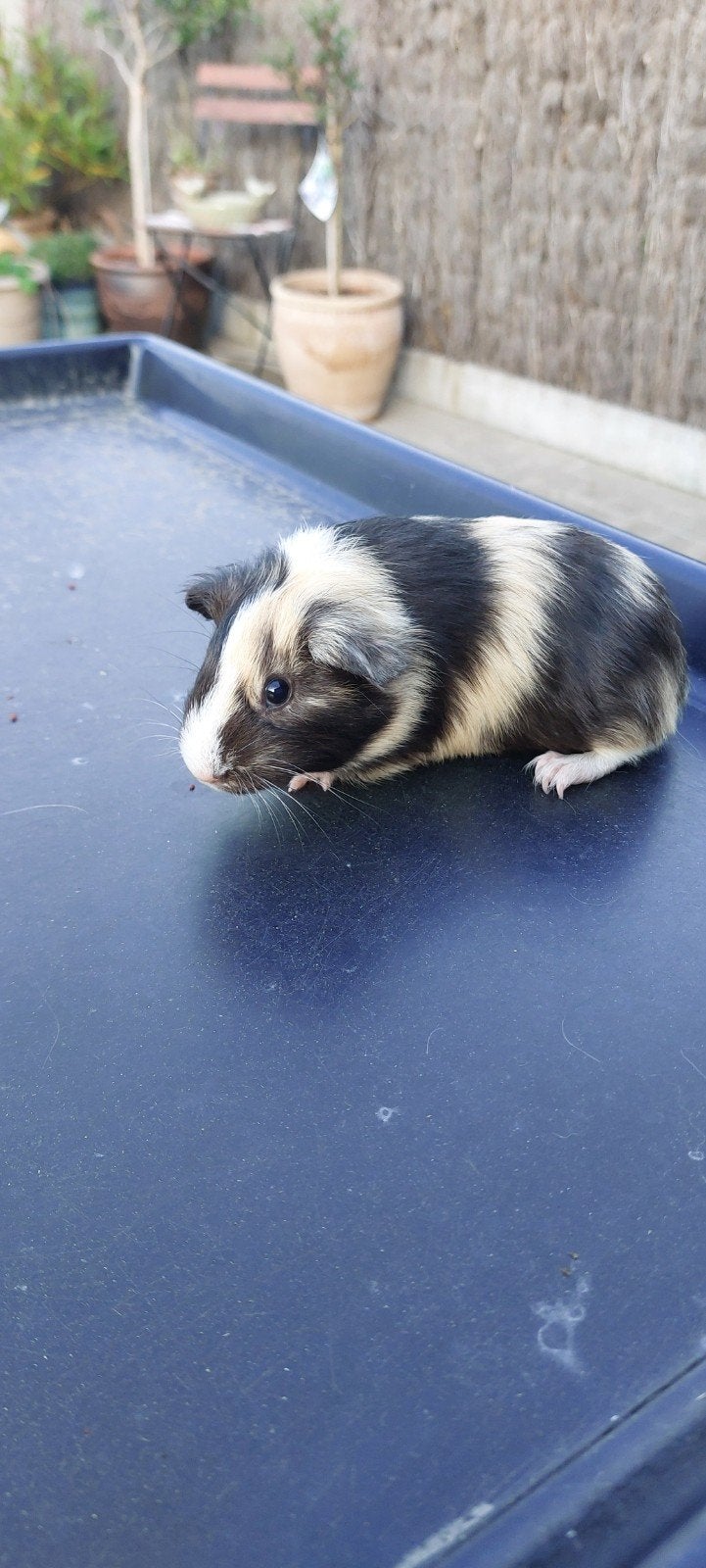 2 jonge mannelijke cavia's te koop, Août, Mâle, Cobaye