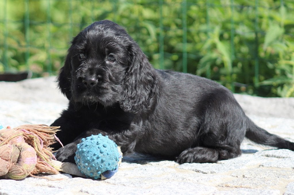 Chiots cockers anglais, Maladie de Carré (chiens), Plusieurs, Belgique, Plusieurs animaux