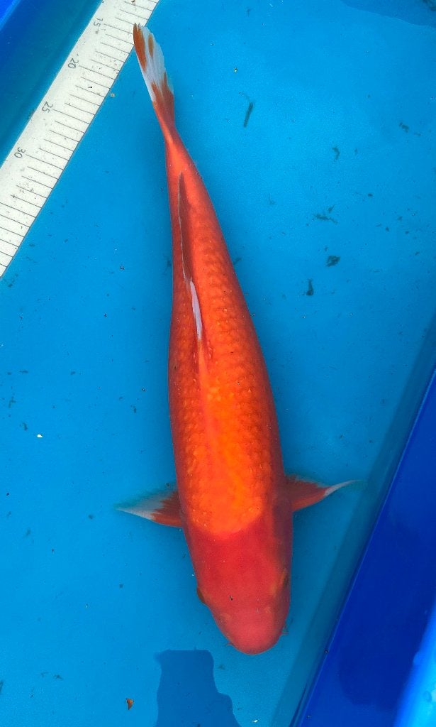Veel Japanse Koi Nisai 52-58cm., Dieren en Toebehoren, Karper of Koi
