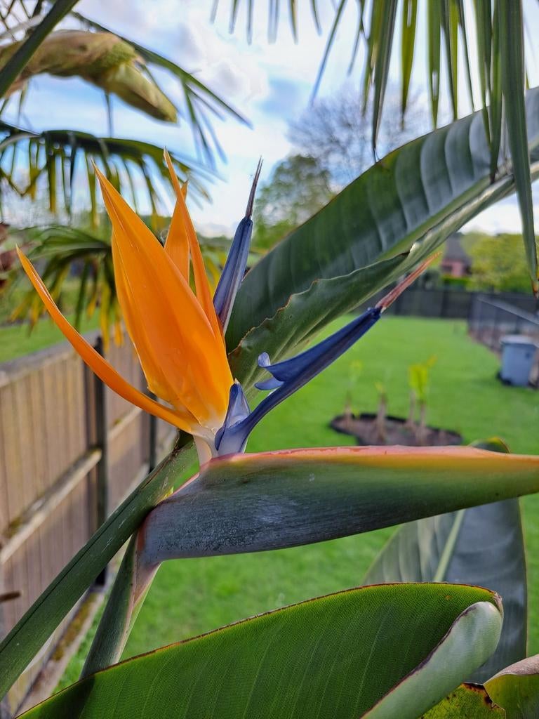 Strelitzia (plante oiseau de paradis), Enlèvement