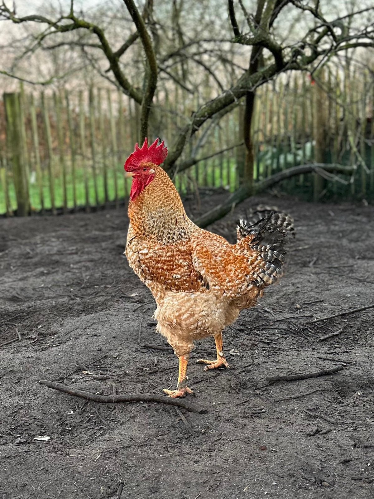 Grote haan, Dieren en Toebehoren, Pluimvee, Mannelijk, Kip