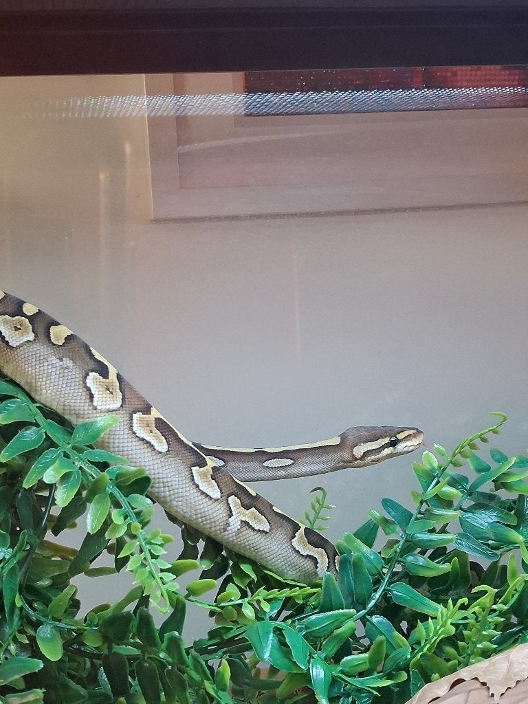 Koningspython (Python regius) - Nakweek 2026 Ball Python photo 3