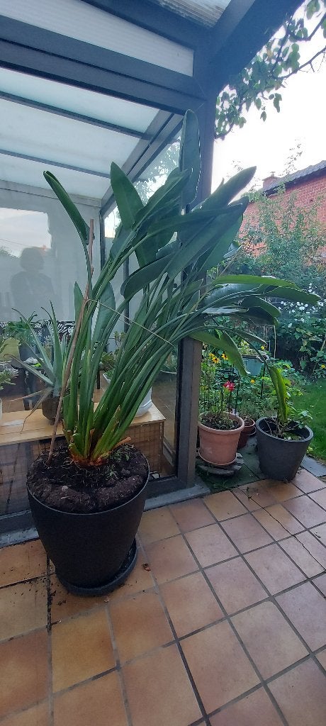 Strelitzia, Maison & Meubles, Enlèvement, 150 à 200 cm