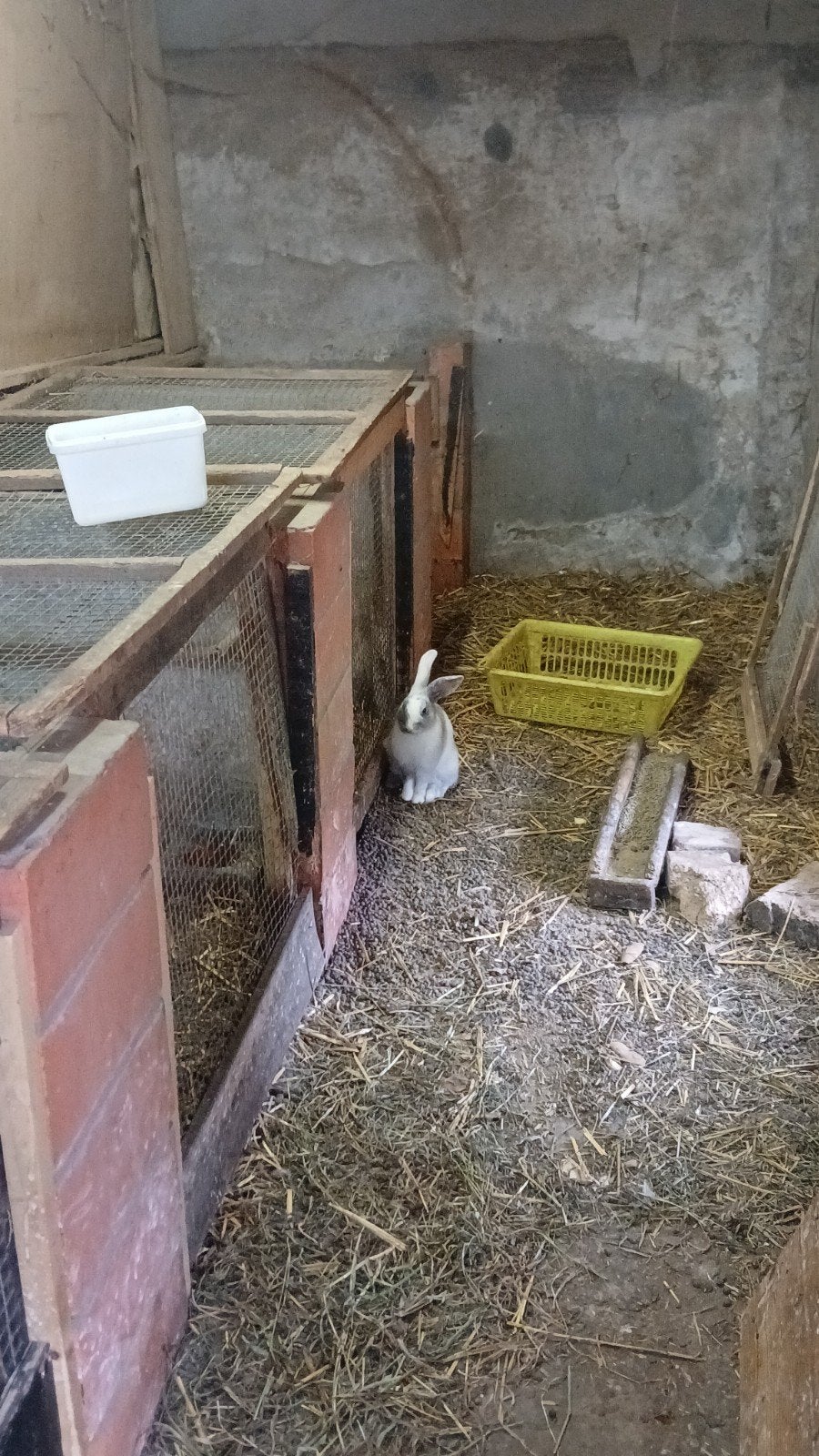 3 lapins sont toujours à la recherche d'une nouvelle maison, Juillet, Mâle