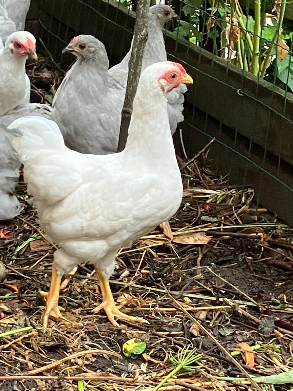 Wyandotte kriel haan, Dieren en Toebehoren, Pluimvee