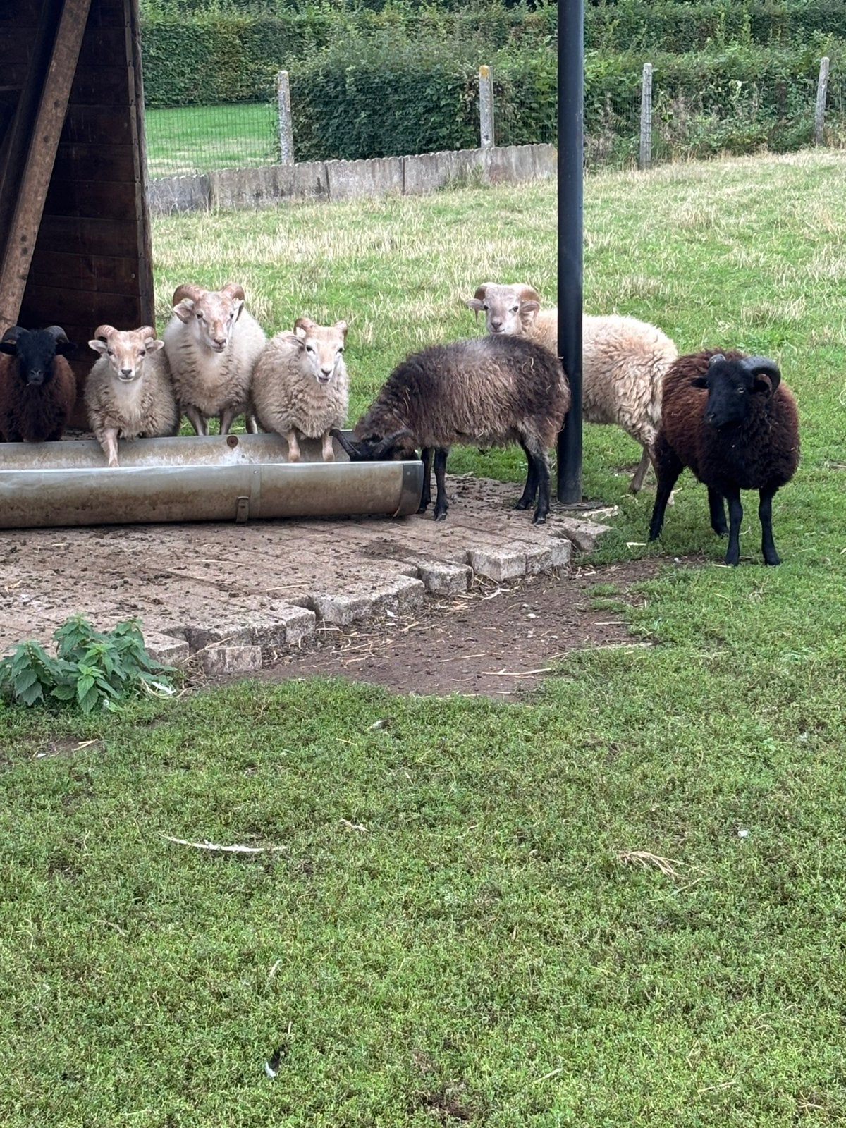 Quessant rammen, Dieren en Toebehoren