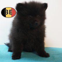 Zwarte Keesjes - Belgische pups te koop, Parvo, België, 8 tot 15 weken, Meerdere