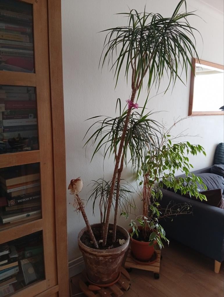 Drakenplant, Huis en Inrichting, Kamerplanten, Ophalen, Yucca