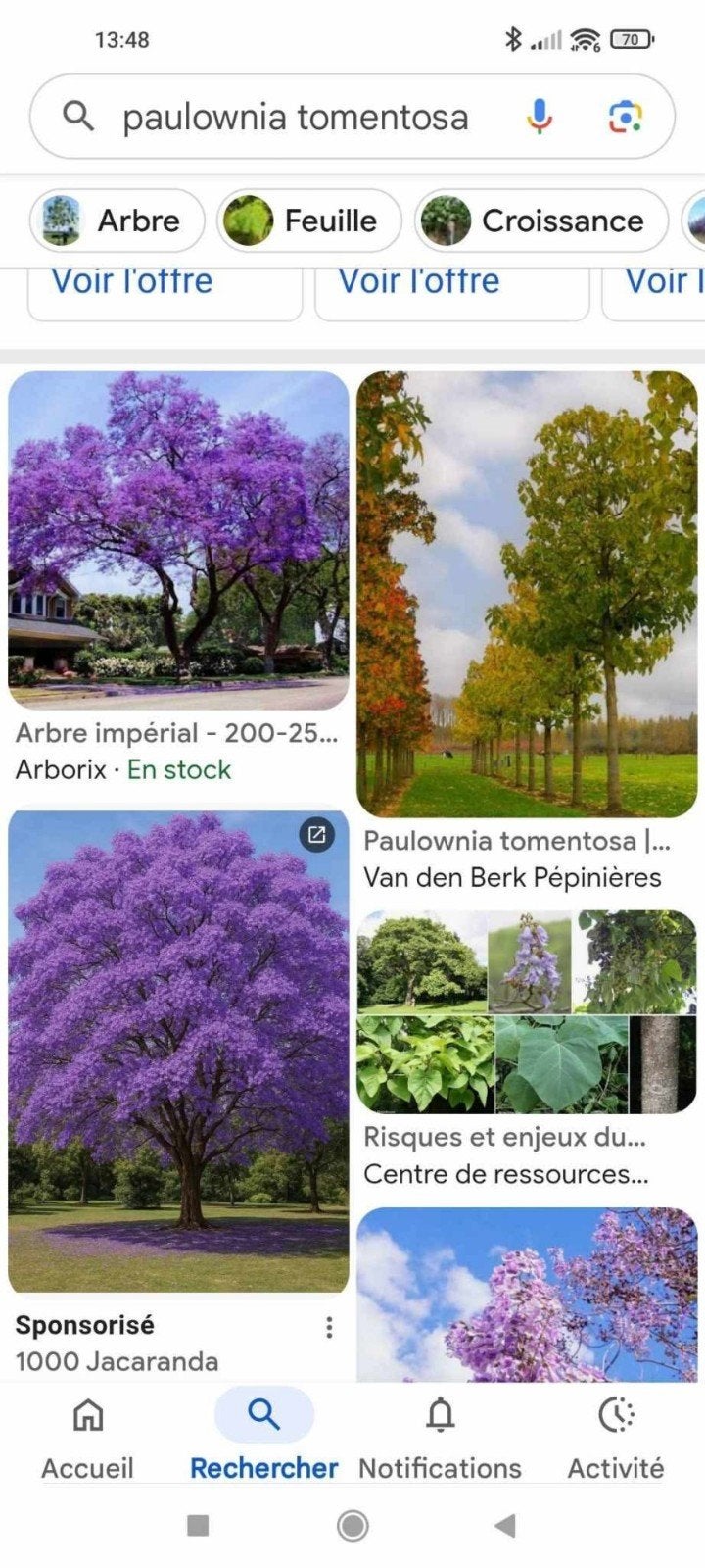 Paulownia, Jardin & Terrasse, Bulbes & Semences, Enlèvement
