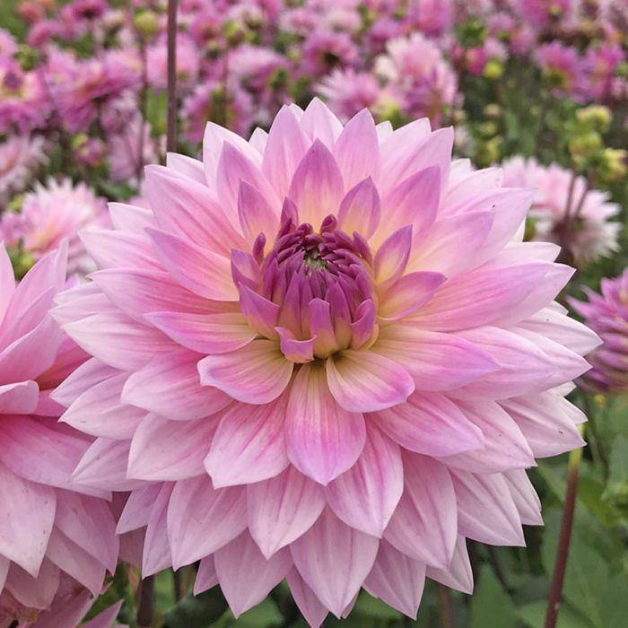 Dahlia Miss Delilah, Tuin en Terras, Planten | Tuinplanten, Ophalen, Zomer, Vaste plant, Volle zon