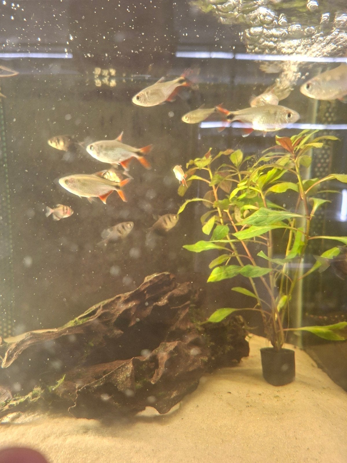 verschillende vissen beschikbaar, Dieren en Toebehoren, Vis, Zoetwatervis, Schoolvis