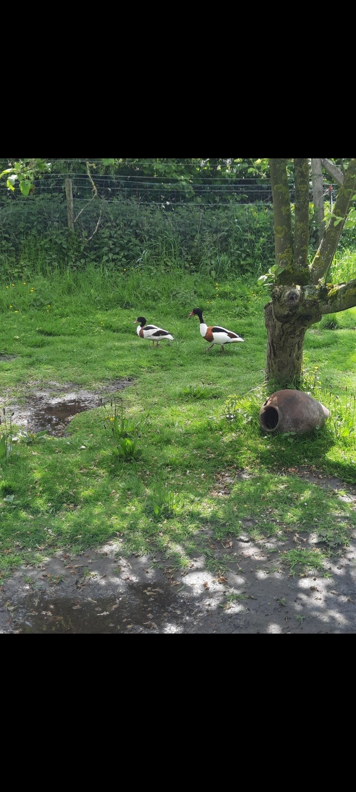Koppel jonge bergeenden siereenden, Dieren en Toebehoren, Pluimvee, Meerdere dieren, Eend