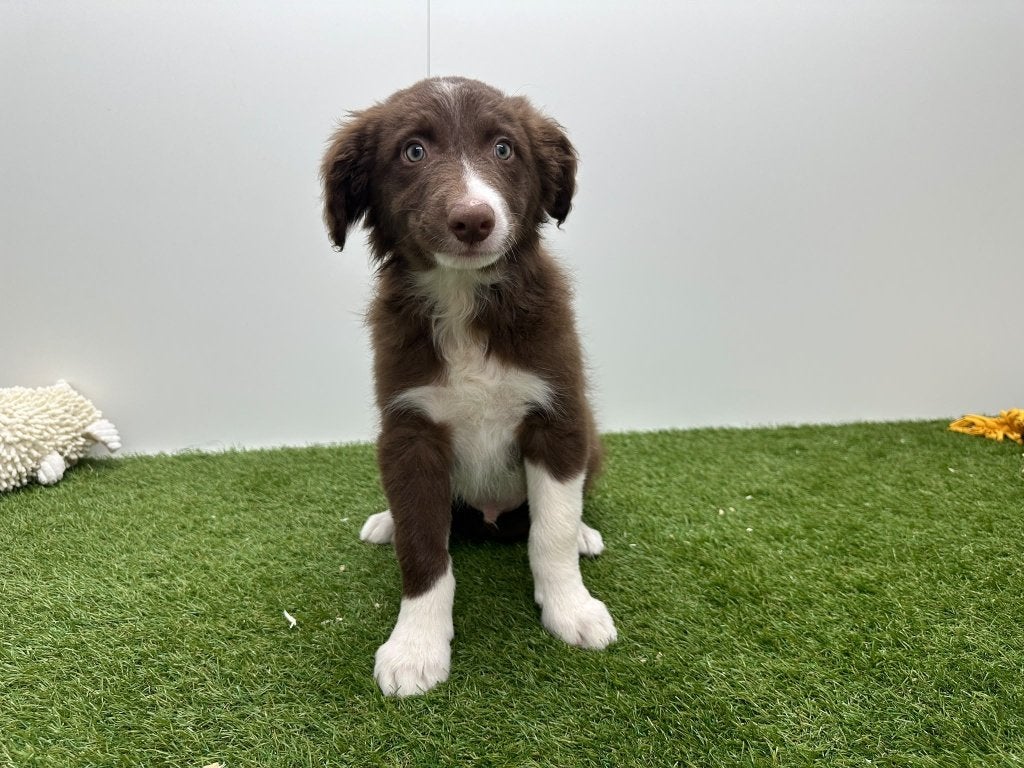 Chiots Border Collie, Maladie de Carré (chiens), Colley, Plusieurs, Belgique